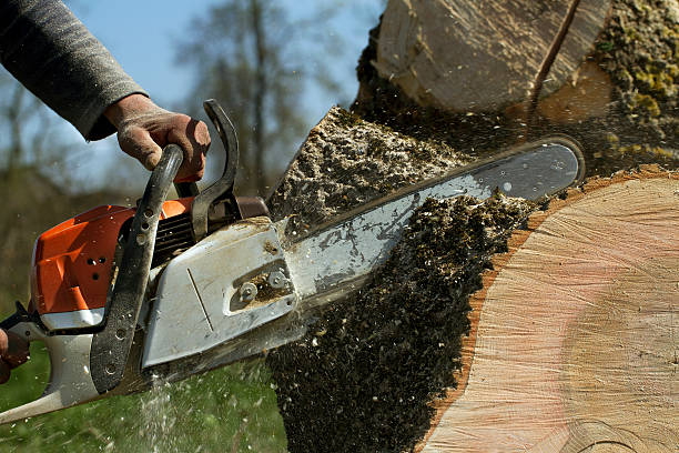 Best Tree Trimming and Pruning  in Southwood Acres, CT